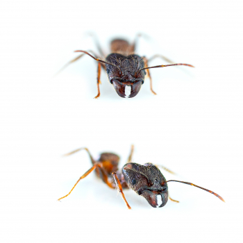 Pheidole cf. yeensis